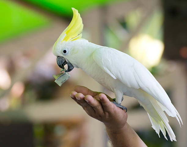 Birds for sales