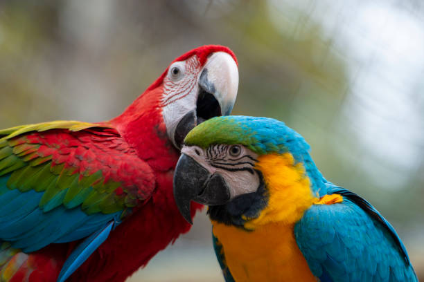birds for sales