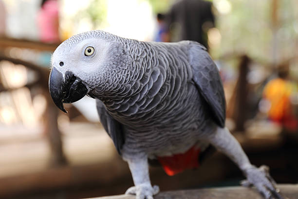 birds for sales