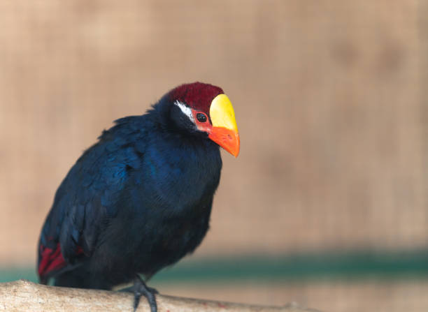 birds for sales