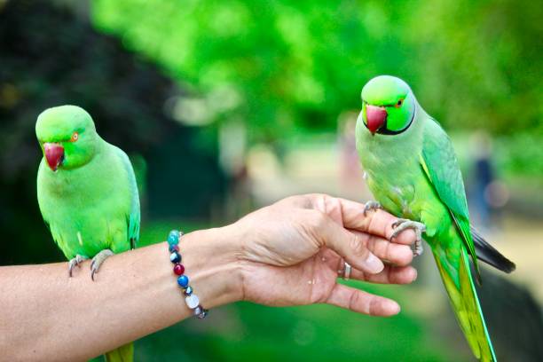 birds for sales