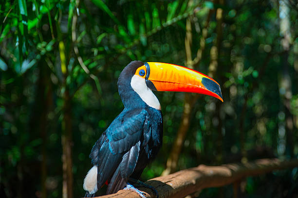 birds for sales