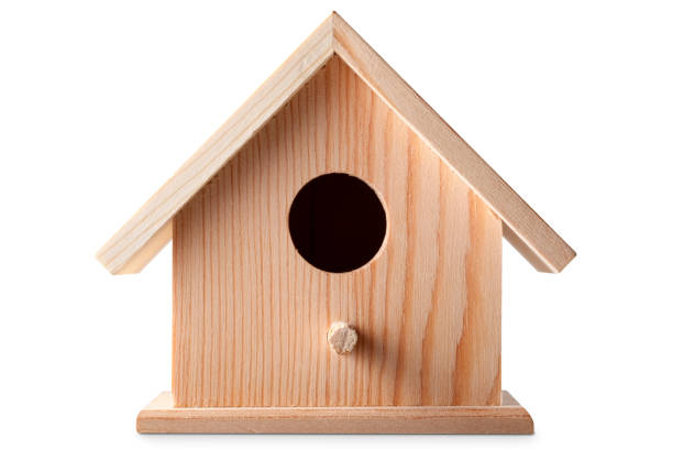 Birds for sales