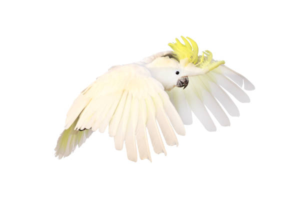 Cockatoos for Sale