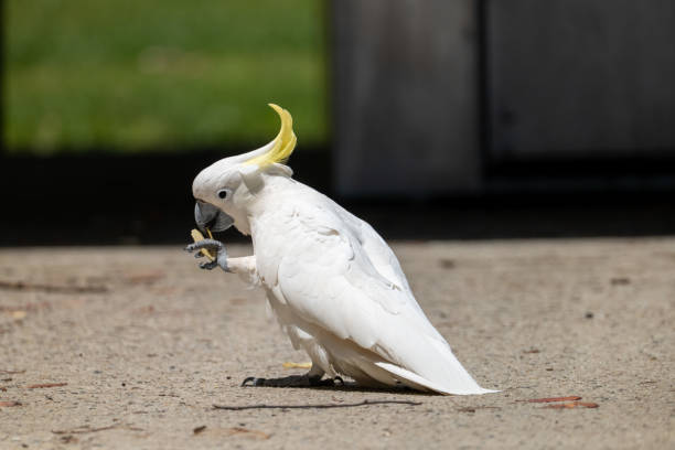 Cockatoos for Sale