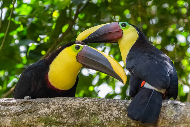 toucans for sale