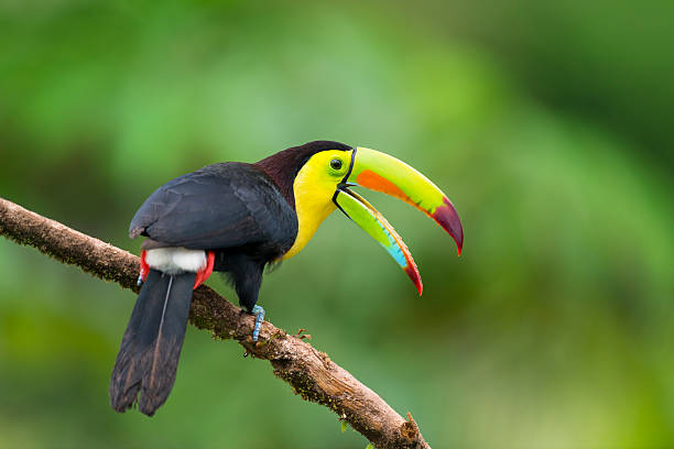 toucans for sale