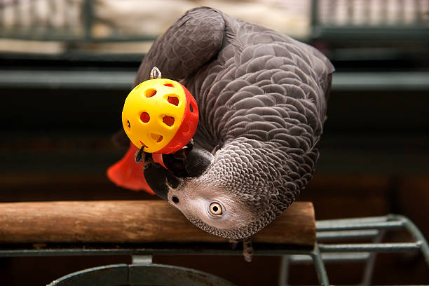 africa grey parrots for sale