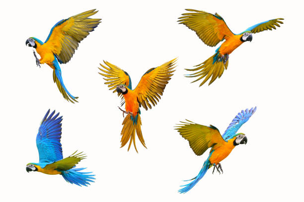 Macaws for Sale