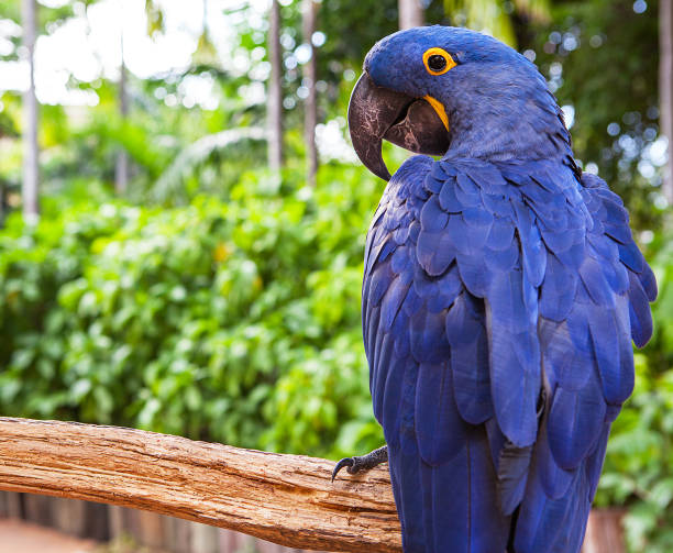 macaws for sale