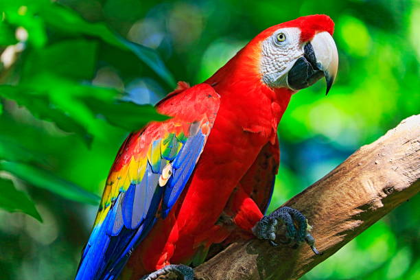 macaws for sale