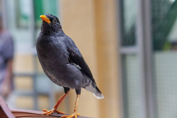 mynah birds for sale