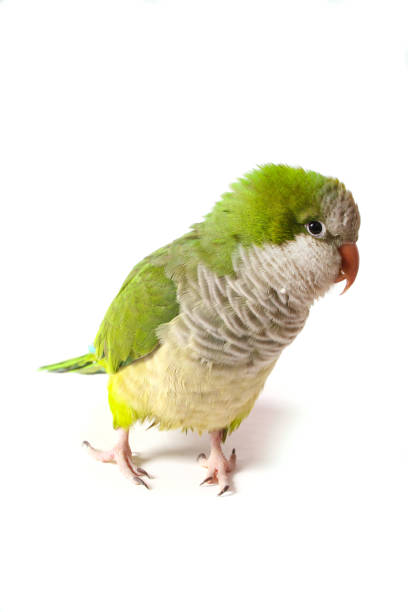 quaker parrots for sale